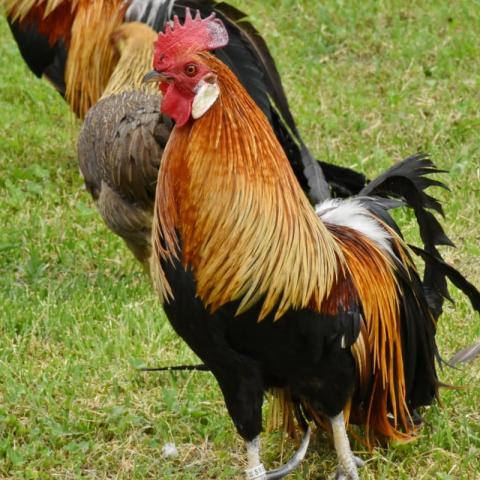 Aves de corral