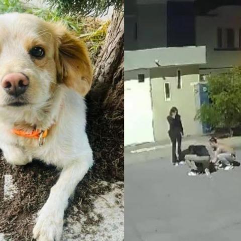 “Nos da miedo”: activistas tras el caso de perrito que fue baleado 