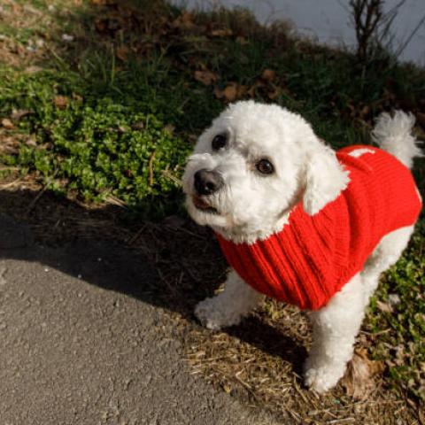 Más de 600 perritos refugiados necesitan apoyo ante bajas temperaturas