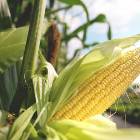 “Maíz transgénico no es malo para la salud y es beneficioso para los productores”: Comité Sistema Producto Maíz