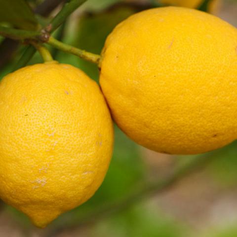 Limones 