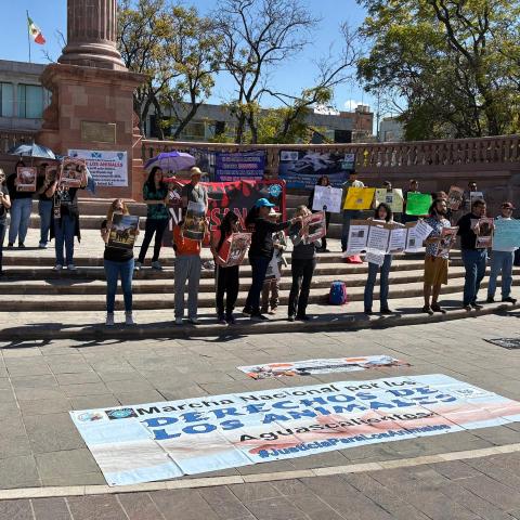 Exigen colectivos reconocimiento constitucional de los animales como seres sintientes