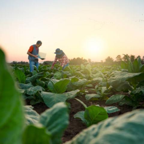 Empresarios viticultores prevén pérdidas de empleo ante probable reducción de horas laborales a 40 horas