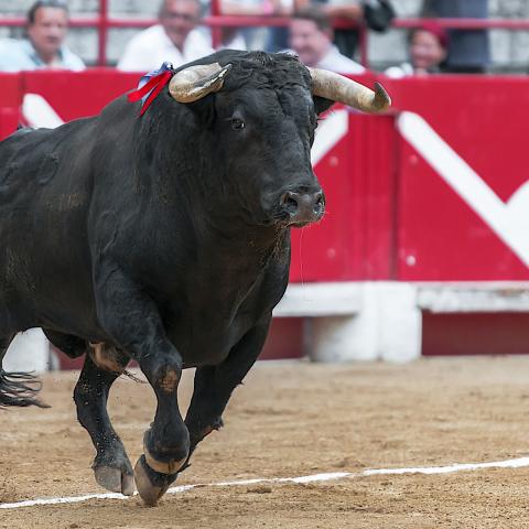 Empresarios señalan que modificación en corridas de toros afectarán economía; se dicen atentos a propuesta
