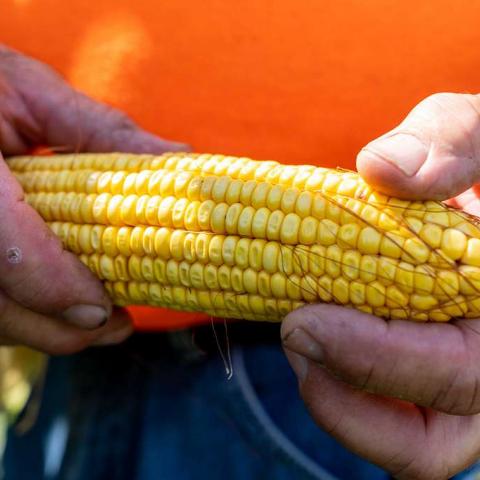 Tras prohibición de maíz transgénico, se necesita recurso para fomentar granos nacionales: Campesinos