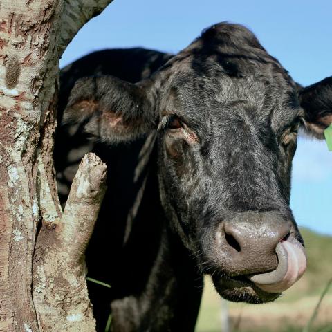 Vaca