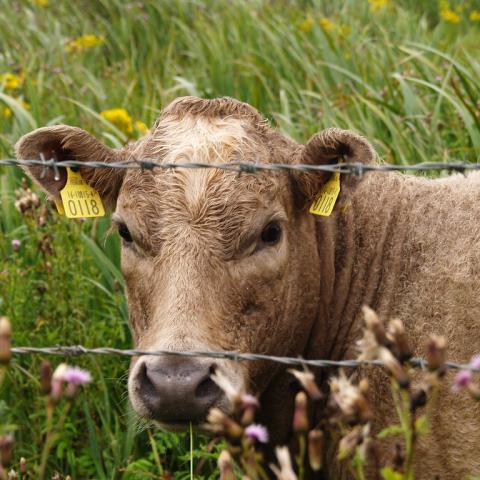 Vaca