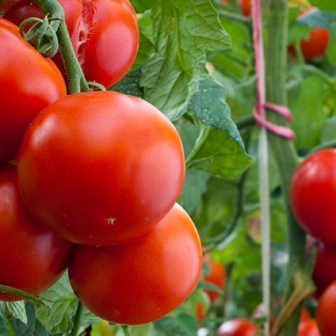 Tomate mexicano