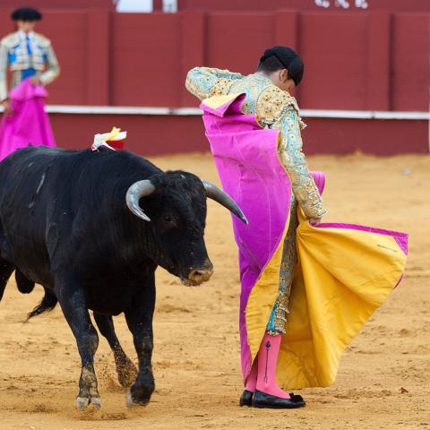Inconstitucional blindaje cultural de corridas de toros, asegura abogado especialista