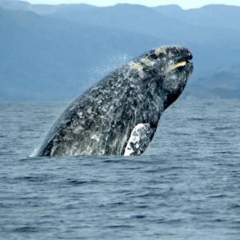 Ballena gris 