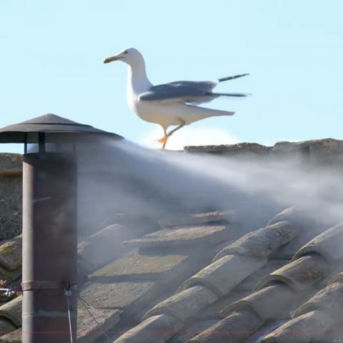Humo blanca