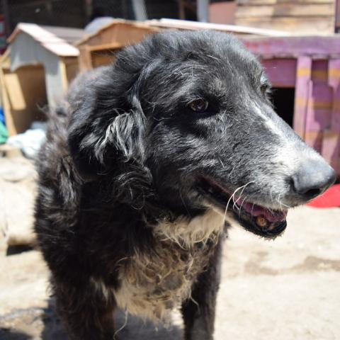 Busca PVEM se legisle contra zoofilia, abandono y maltrato animal para junio