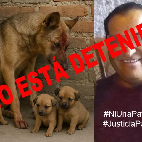 No fue con un machete, dice que fue con un hacha al ver que la perrita tenía en el hocico a uno de sus gallos