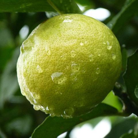 Limón