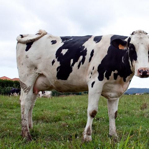 Vaca