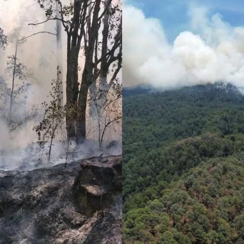 Incendios arrasan con parte del santuario de la mariposa monarca en Michoacán