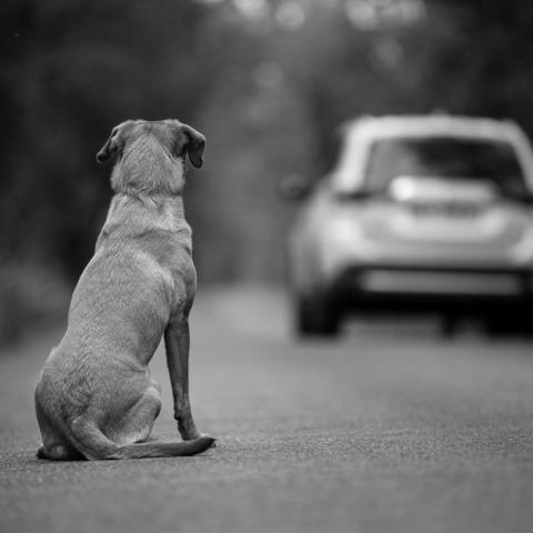 Perrito abandonado