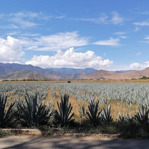 Oaxaca