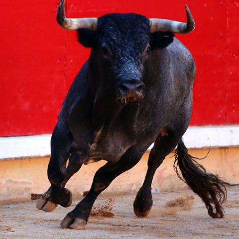 Ganaderos mexicanos prevén extinción del toro de lidia en dos años por "corridas sin sangre"