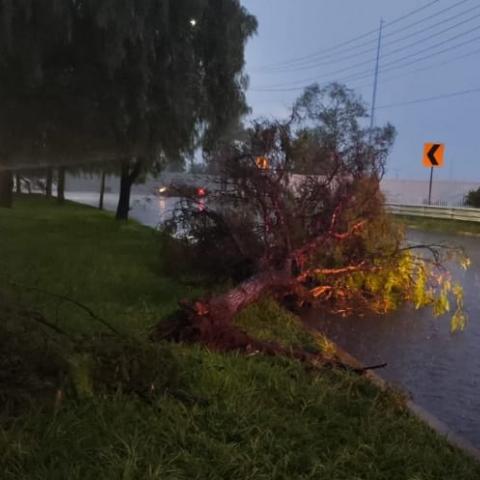 Lluvias dejan encharcamientos, árboles caídos y lesionados en Aguascalientes