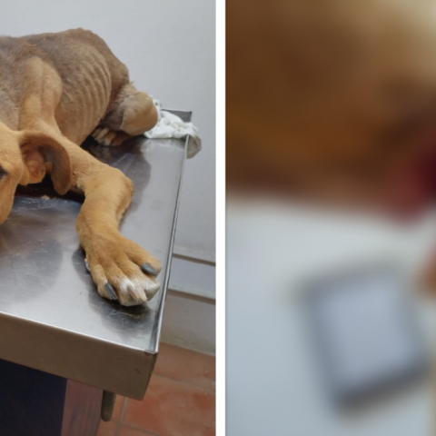 Justicia para Zeus