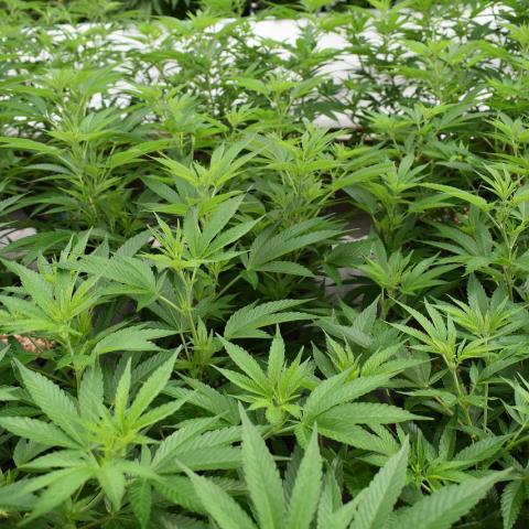 Marihuana 