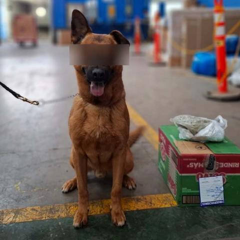 Tenía como destino el Municipio de Fresnillo en Zacatecas, pero un binomio confirmó lo que había en el interior