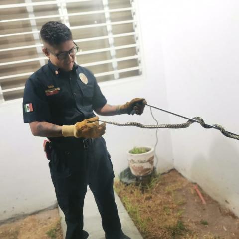 Serpiente 
