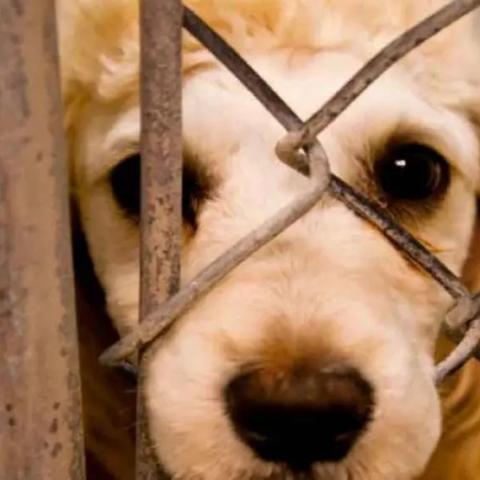 protección animal