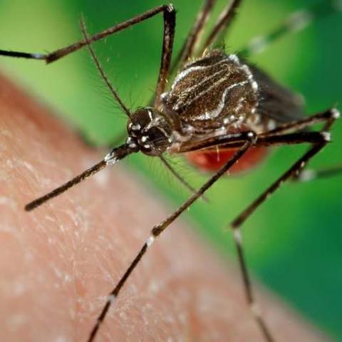 Mosquito vector 