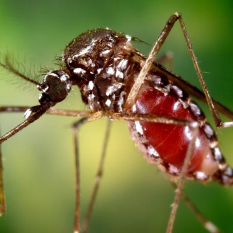Mosquito de chikungunya