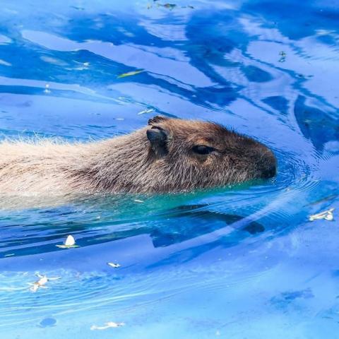 Capibara 