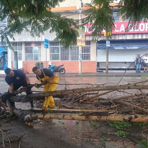 Árboles caídos