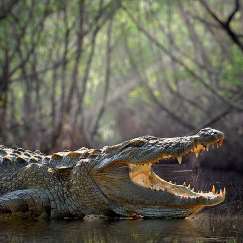 Sheinbaum exigirá que los mexicanos detenidos en "Alligator Alcatraz" sean devueltos de inmediato