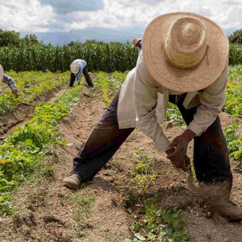"Los explotan mucho": ICE intensificará acciones contra empresas que contraten a migrantes ilegales
