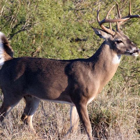 Venado de cola blanca
