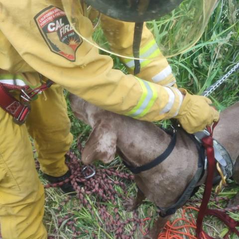 rescate