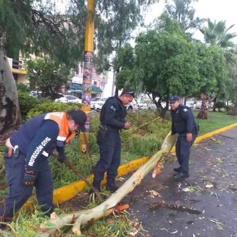 Protección Civil del Municipio de Aguascalientes atiende árbol caído tras lluvias