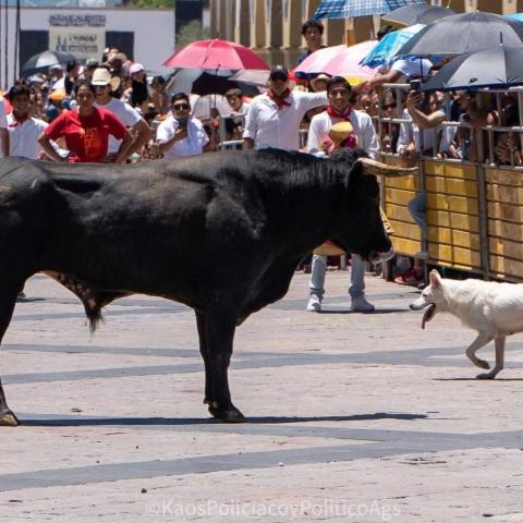 "Nube", perrita asesinada por toro en Encierro SanMarqueño