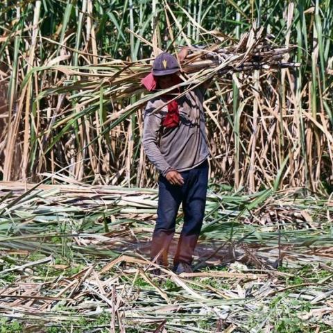 Trabajadores de Oaxaca