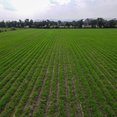 Campo