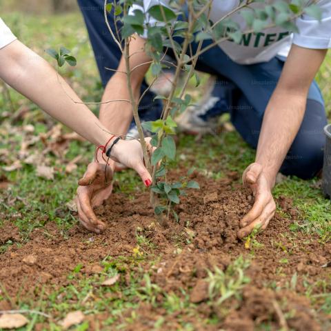 plantar un árbol 