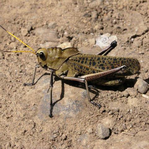 Plaga de chapulín llega a Aguascalientes; Rincón y Pabellón los municipios afectados
