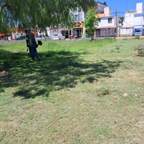 Investigan posible tala de árboles tras desmalezado en Villa Teresa