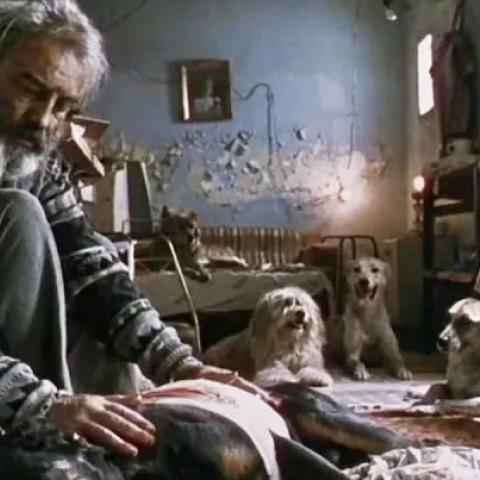 "Amores Perros" será proyectada en el Palacio de Bellas Artes