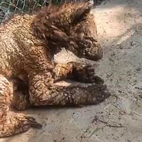 Rescatan a la osa "Mina" de zoológico de Nuevo León