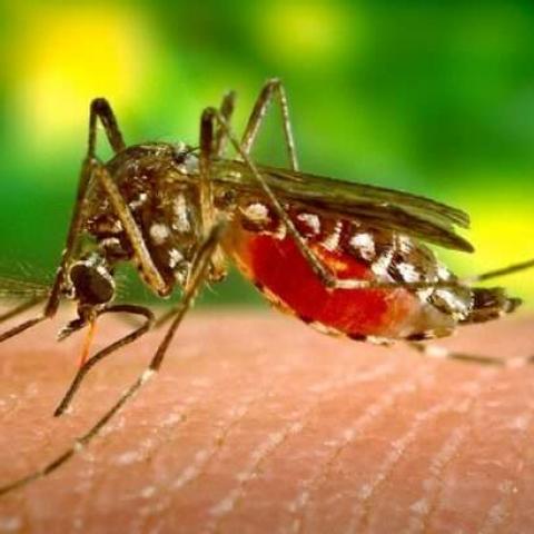 En 99% han disminuido casos de dengue desde 2024 en Aguascalientes: ISSEA