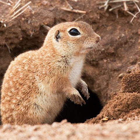 Semarnat solicita cambiar sede del Grito de Independencia en Ciudad Juárez por protección a especie nativa