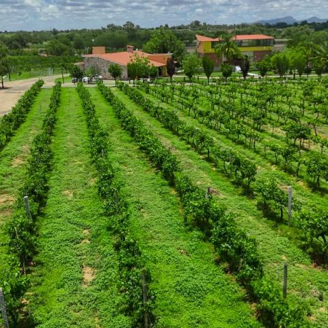 Campo de Aguascalientes 