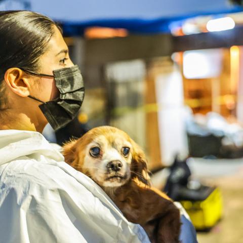 Vinculan a proceso a propietaria de albergue por maltrato animal en Ensenada